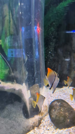 1K views | Playing peek-a-boo with our fishy friends! who’s winning?  . #aquarium #edinburgh #scotland #fish #kidsactivities | Deep Sea World | Facebook