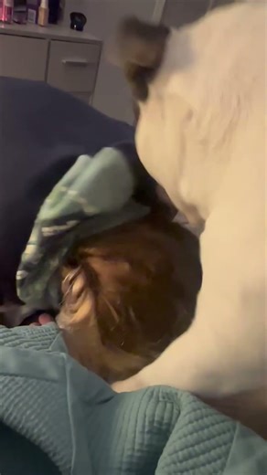 American Bully Dog Grabs and Pulls Girl's Hair While Playing on Bed