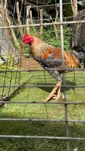 4.4K reactions · 27 shares | Para maiwasan ang hindi magtunaw sa araw ng exam! Tips by Atty.Ryan Abrenica #cctoaudio #everyoneシ゚ #highlights #followers #reelsvideoシ #reelsfypシ #reelsviral #backyardchickens #noanimalswereharmedinthispost | Ador Damarillos Suaybaguio | Facebook