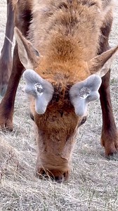 Growth up close. This bull’s new antlers will be growing an inch a day! 💪 #photography #wildlife #nature #reels #foryoupqageシ #fyp #estesparkcolorado #bullelk #elk | Good Bull Guided