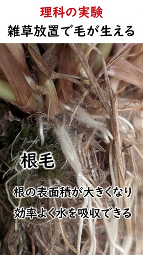 【理科の実験】根から毛が生える？雑草を1週間放置した結果【中2理科】#shorts