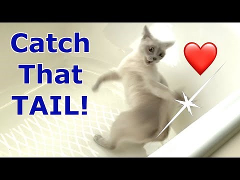 Luna's Fabulous Tail! Platinum Burmese Cat Chases Her Tail! Cute, Adorable & Funny!