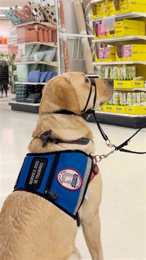 1.2K views · 47 reactions | Delta Dogs In Action!  Make an impact and help our Veterans get the help they deserve, while giving dogs the loving home that they need by attending out 'Answer The Call' dinner & auction this May! Find out more info here: https://e.givesmart.com/events/AVd/ | Operation Delta Dog | Facebook