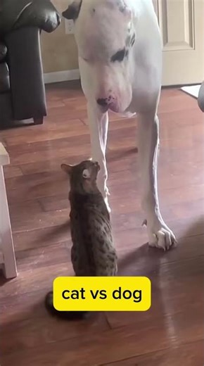 cat vs dog saga continues.. #animals #shorts