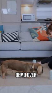 17K views · 155 reactions | Watch Tiggy the dachshund use his sniffing skills to find the hidden treat! This cup game is a great way to engage his brain and burn off energy, perfect for calming him down before guests arrive. Demo time! #ItsMeOrTheDog #Dogs #DogGames #Dachshund #DogTricks #BrainGames #DogTraining | Me Or The Dog | Facebook