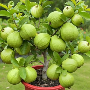 33K views · 431 reactions | Growing Guava to get much fruitful results | Tree Gardens | Facebook