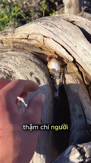Loài Chim Lạ Với Tư Thế Nằm Ngủ #thếgiớiđộngvật
