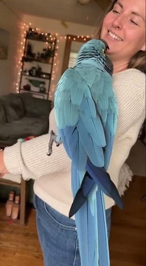 Rio the Glaucous Macaw Shows Off His Beautiful Colors! 🦜💙 | Relaxing Close-Up Bird Video