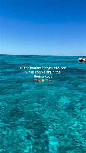 If snorkeling in the Florida Keys isn’t on your bucket list yet, fix that. Because the real wow isn’t just the color of the water and the visibility... it’s what’s living under the surface! 🐠🪸🦈 🎥: Jeana Butler via Instagram | The Florida Keys & Key West