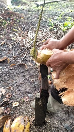 simple way to peel a coconut