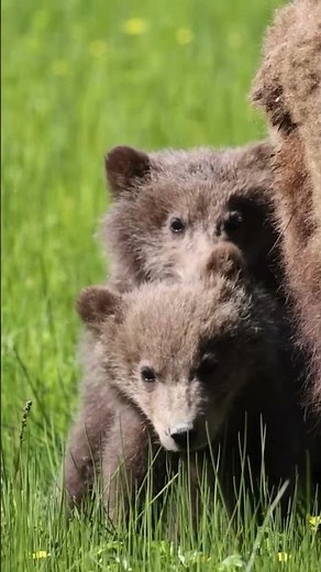 Grizzly Bear Cubs: Playful Baby Bears in the Wild #bears #grizzlybears #animals #nature #wildlife