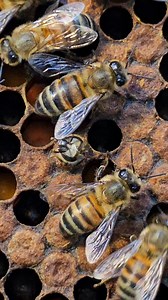 127K views · 925 reactions | Worker bees emerge from the hive. | Phary BeeKeeper | Facebook