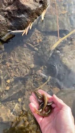 Native Fish Released into Crystal Clear Waters 🌊🐟