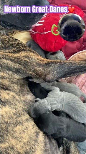 Newborn Great Danes❤️