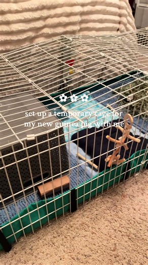 Preparing a Home for a New Guinea Pig
