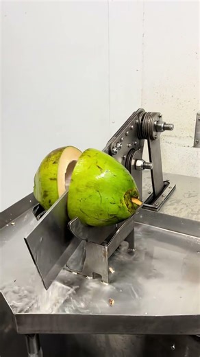 Cutting open a coconut for fresh coconut water #coconuts #machine #satisfying #coconutwater