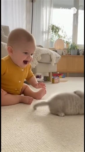 赤ちゃんの音に子猫びっくり😮 / Kitten Jumps at Baby’s Sound #赤ちゃん #猫 #baby #cat #子ネコ #cute #癒し