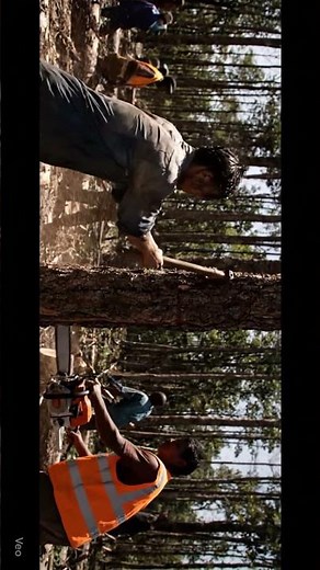 Causes and Solutions of Deforestation |