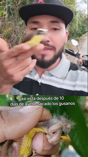 Enrique Pérez arroyo on Instagram: "#pajaros #con #gusano así está esté príncipe de la naturaleza después de 10 días de averle sacado los gusanos 🐦🫶🙏"