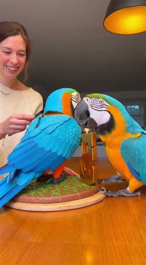 #Macaw #funny #animals
