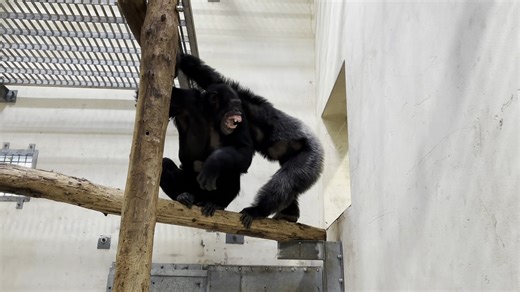 Vallée des Singes on Reels