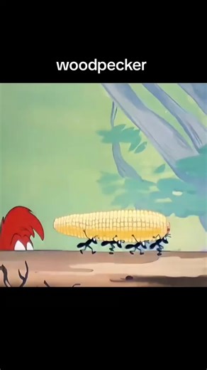 Woodpecker Animation Clips You Need to Watch