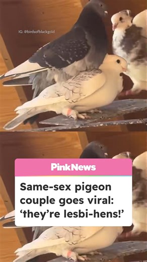 We love lesbi-hens! 🐦 Charm and Suki are a same-sex pigeon couple who are taking the internet by storm. Their owner (Black Gold Avians on Instagram), says she constantly finds the pair “affectionately kissing and cuddling together”, and that while Charm is not male, she will still assume the masc role of “mounting her wife to stimulate breeding hormones”. However, male pigeon Keigo doesn’t like other couples mating on his perch and will often “aggressively confront” the lesbi-hens. | PinkNews