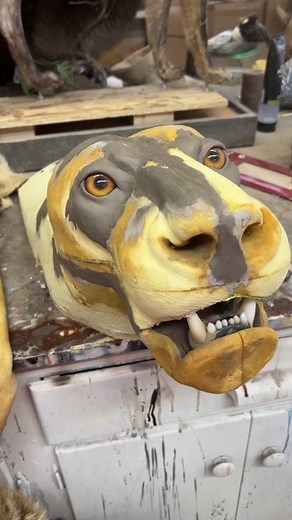 Sabertooth tiger rug mounted up for a client today. It was definitely an interesting one to put together and was done with a liger pelt #taxidermyart #taxidermy #taxidermist #taxidermytiktok #taxidermyartist #taxidermyoddities #taxidermymount #oddities