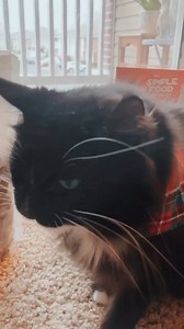 15 reactions · 5 comments | Think your cat’s kibble or canned food is enough? Look closer. ❌ Kibble: Carb-heavy, packed with fillers. ❌ Canned: Mystery meats, hidden gums & dyes. Your cat craves real food—so we made it just as easy. ✅ Meat-first, freeze-dried raw  Rehydrates in seconds  No junk, no fillers, no dyes No hassle. No commitment. Just real food. | Simple Food Project | Facebook