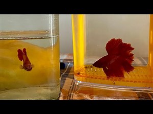 Red ❤️ Full Moon Betta Breeding | Part 1 | Tamil | Hobby | Step by Step Process | Home Breed