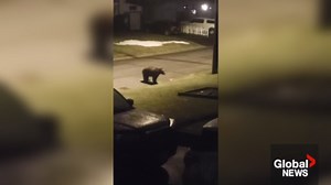 Black bear captured playing with ball in Kitimat, B.C. yard