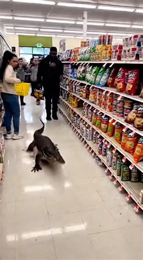 A massive monitor lizard just took over the grocery store!