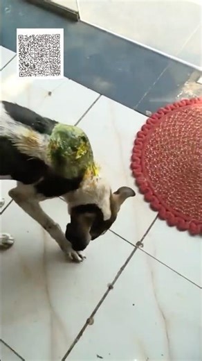 He Was Crying in Pain. Today We Gave This 6-Month-Old Puppy a Second Chance 🐾💔 | #shorts