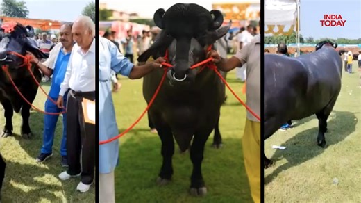 '𝐕𝐢𝐝𝐡𝐚𝐲𝐚𝐤' 𝐛𝐮𝐟𝐟𝐚𝐥𝐨 𝐰𝐨𝐫𝐭𝐡 𝐑𝐬 𝟖-𝐜𝐫𝐨𝐫𝐞 𝐬𝐭𝐞𝐚𝐥𝐬 𝐭𝐡𝐞 𝐬𝐡𝐨𝐰 𝐚𝐭 𝐌𝐞𝐞𝐫𝐮𝐭 𝐅𝐚𝐫𝐦𝐞𝐫𝐬' 𝐅𝐚𝐢𝐫 The massive, jet-black buffalo earns around Rs 60 lakh annually through the sale of its high-quality semen. It belongs to Padma Shri awardee farmer Narendra Singh from Haryana, who has been a prominent figure in the field of animal husbandry for several years. But what's behind such a high valuation? Experts explained that the value of such buffaloes depends on 