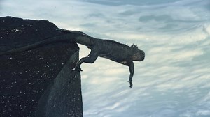 57K views · 124 reactions | Are you more Jacques Cousteau or Steve Zissou? Whatever your nature, nurture your knowledge with a vast collection of docs. | Curiosity Stream | Facebook