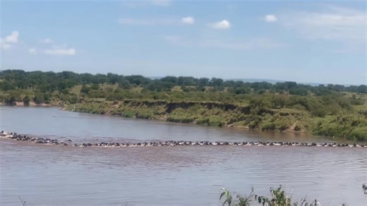 226K views · 259 reactions | The Wildebeest Sightings on Reels | Facebook