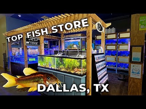 My FAVORITE Pet Store in Dallas, TX [Fish Store Tour]