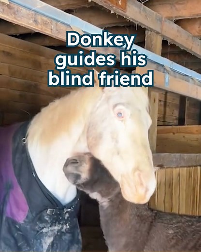Donkey named Petey guides his blind horse friend🥺 #rescuedonkey #donkey #rescuehorse #horses #animalstory | Cuddle Buddies