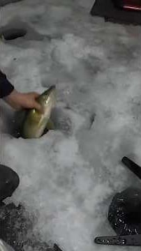 Its Time to Ice Fish Walleyes!