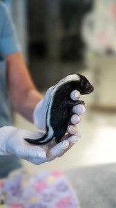 252 reactions · 12 comments |  Our youngest, teeniest baby skunk of...