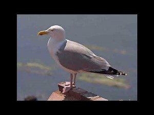 Herring Gull Bird Call