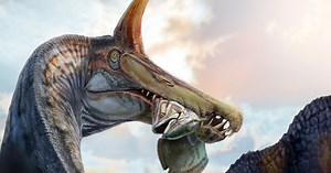 New ‘scimitar-crested’ Spinosaurus species discovered in the central Sahara