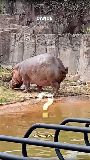 Science Vice on Instagram: "Why do hippos poop the way they do? . . . . . . . . #science #facts #trendingreels #hippo #knowledge #instagood #entertainment #animals #wildlife #new #nature #reels"
