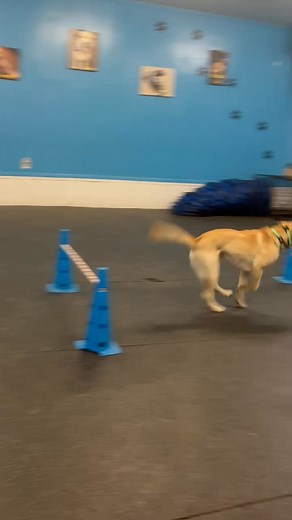 3.7K views · 19 reactions | Open class ....Rubarb, press the button Did you know that we have a Training Center? Did you know that we have puppy classes to start your pup on a journey of a well behaved dog? Did you know, on Wednesday nights 6:40 to 7:30 and Saturdays 11:30 to 12:30 we have open class? Not only are these dogs learning, THEY ARE HAVING FUN!! There is great socialization along with tons of fun. Call the Lodge for more information. 724-457-0942 | Parkway Pet Lodge | Facebook