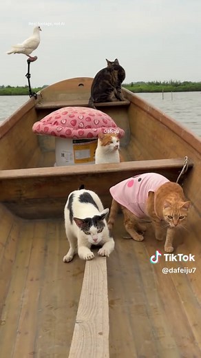Fishing Cat Video for Cats: Seaside Tribe's Catch