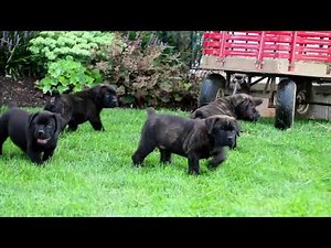 African Boerboel Puppies For Sale