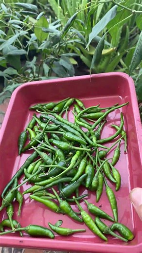 Mini Vlog Today Stories!! #berkebun #budidayatanaman #pertanian #gardening #minivlog