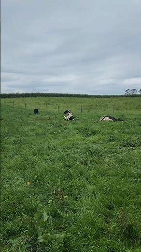 humane slaughtering of cattle all meat was taken to a butcher for processing