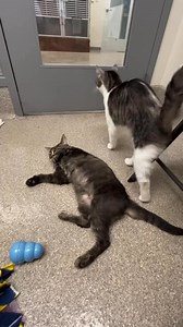 Ingham County Animal Control and Shelter on Reels