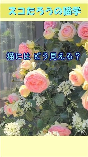 【猫の視界】猫のモノの見え方とその理由 #shorts